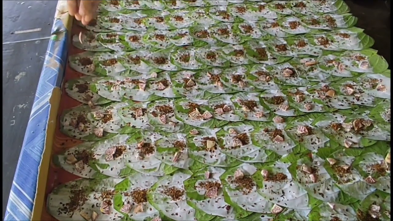 how to prepare Betel Nut part ( 1 ) ကွမ်းယာ
