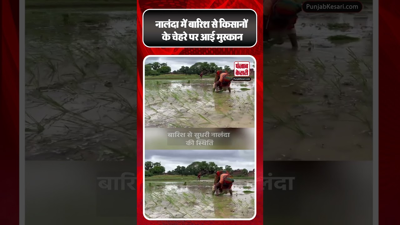 Nalanda में बारिश से किसानों के चेहरे पर आई मुस्कान #ytshorts #shorts