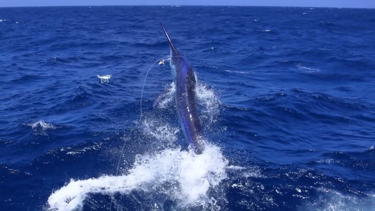 Black Marlin Fishing