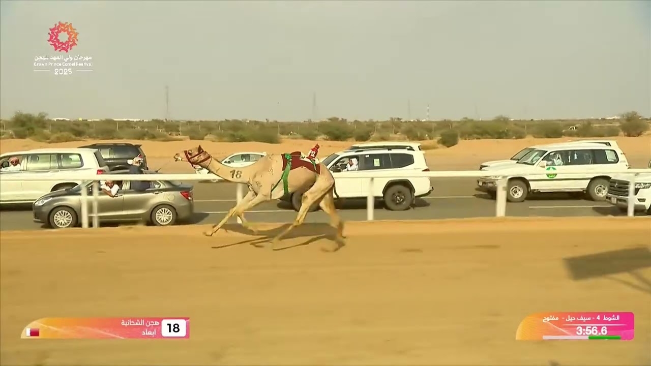 الشوط 4 سيف حيل مفتوح مساء يوم الجمعة 12-09-2025 من #مهرجان_ولي_العهد_للهجن 2025