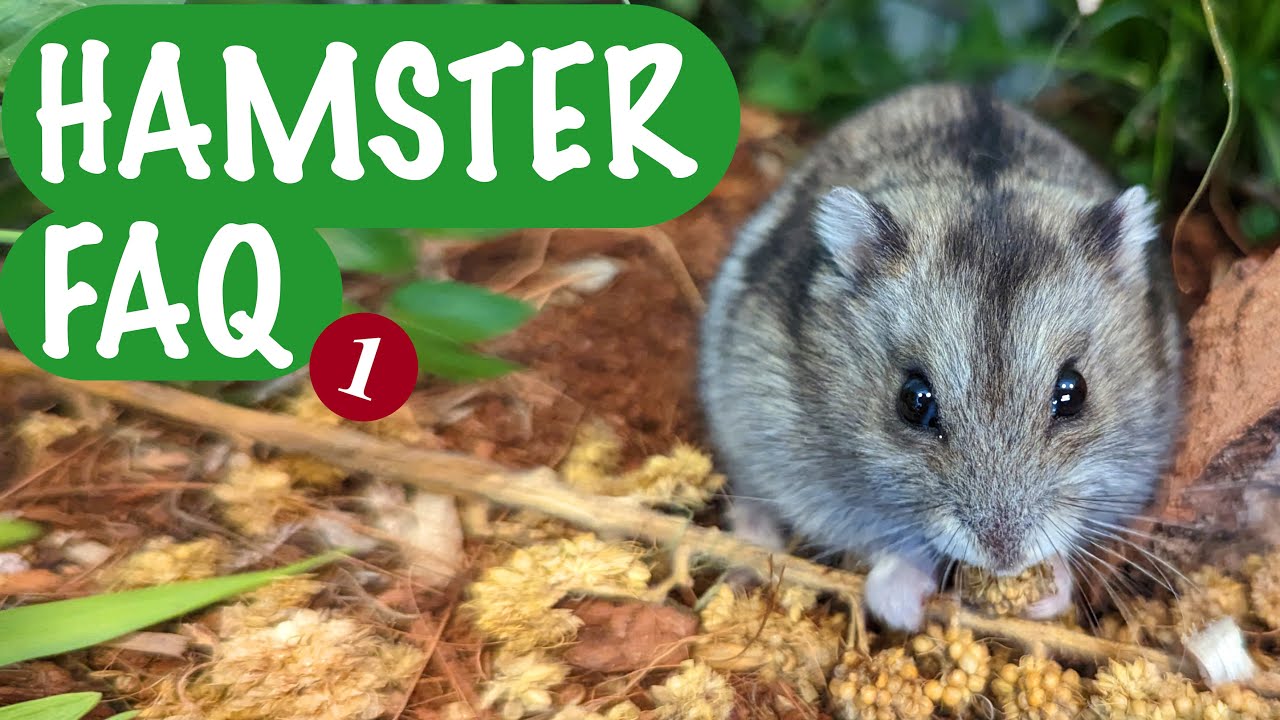 Eure besten Tipps und Fragen | Hamster