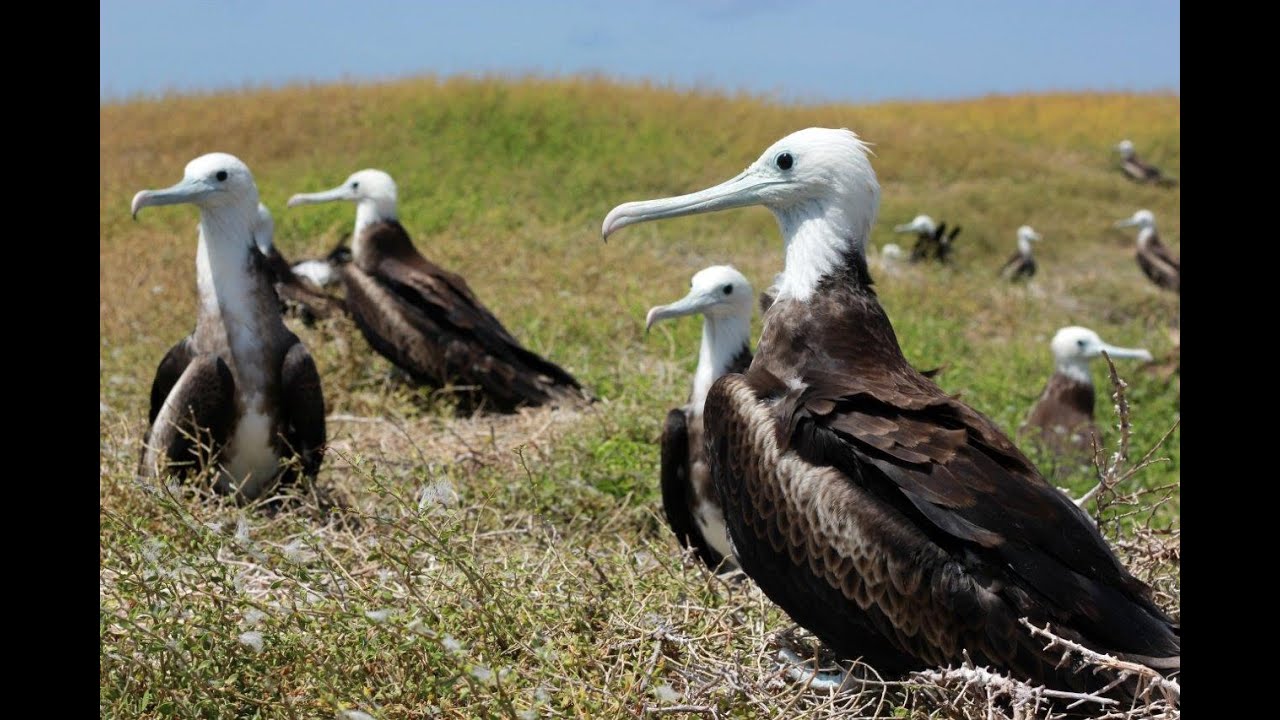 Anguilla - wildlife and heritage