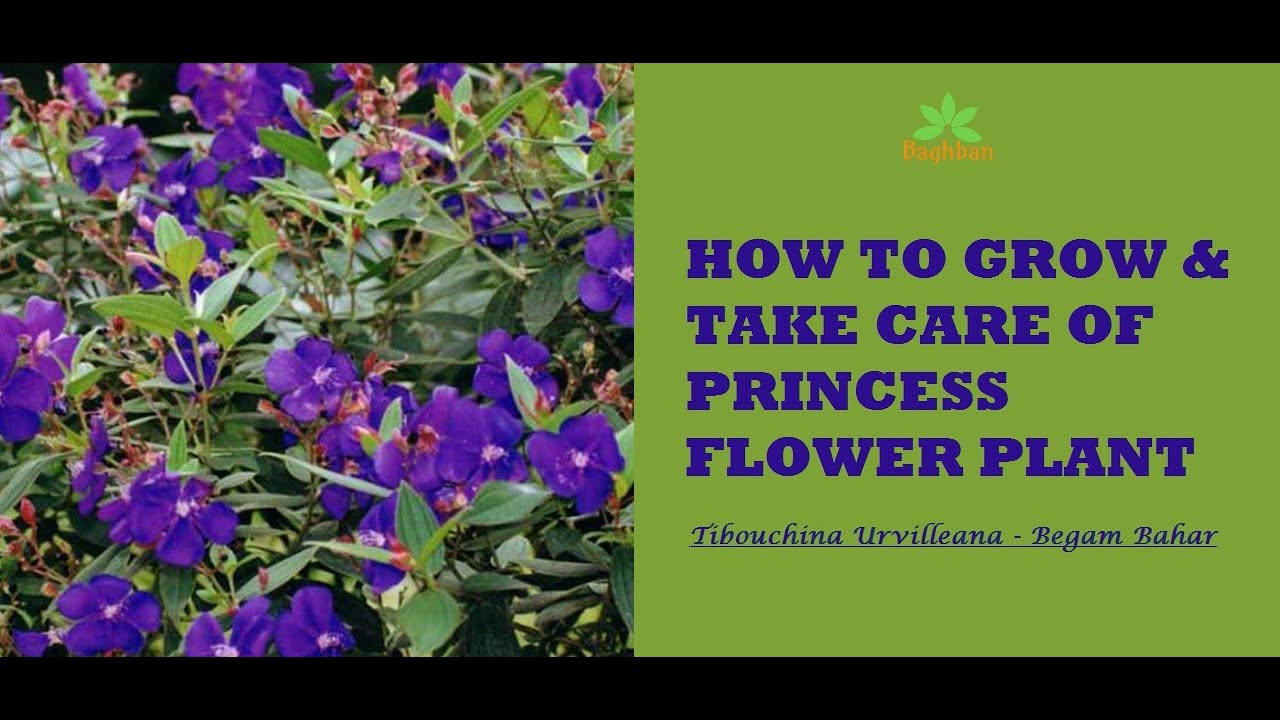 11. Tips to grow & care of Princess Flower/Begam Bahar/Tibouchina   #SummerPlant #Tibouchinacare