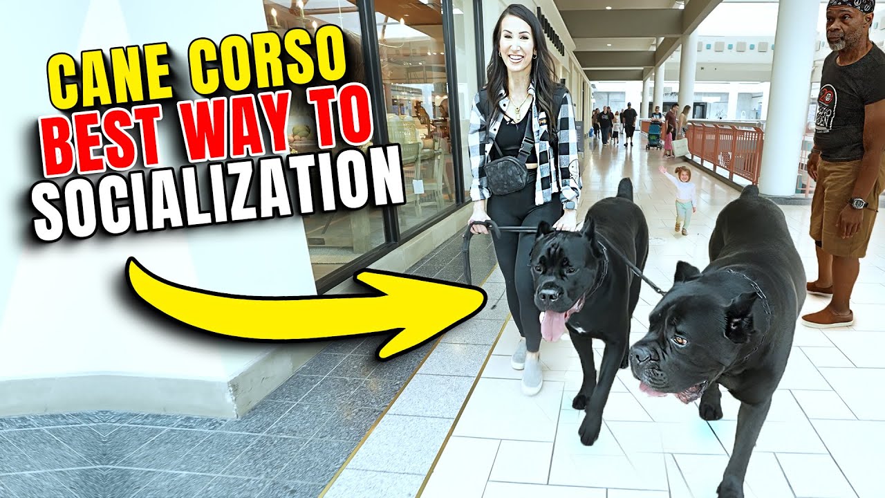 Как социализировать кане-корсо #canecorso #dog #dogtraining