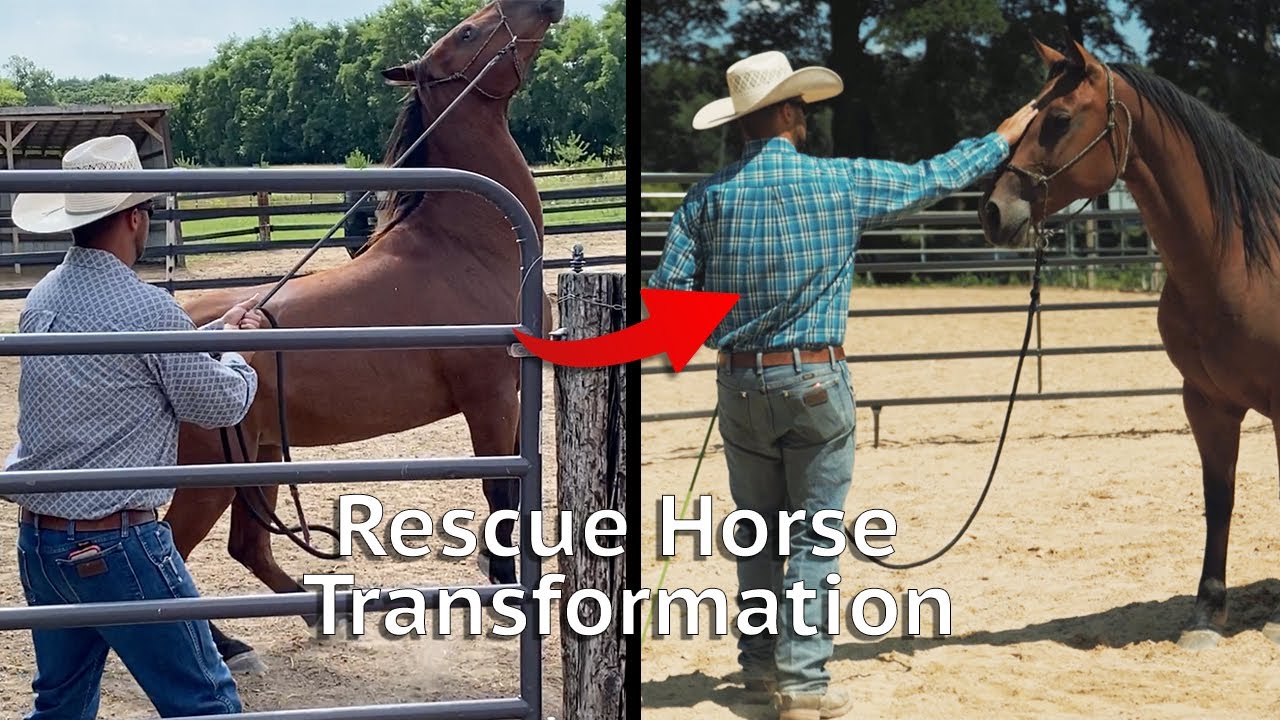 From Unwanted to Irresistible!