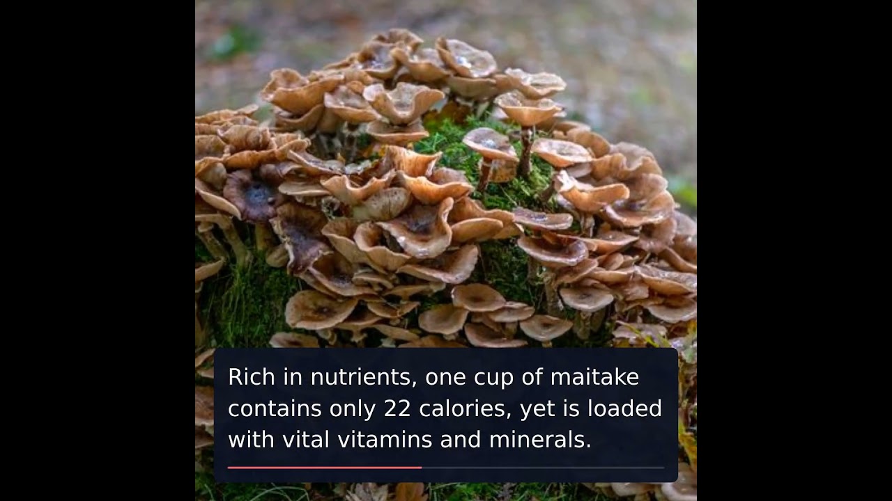 Unlocking the Mysteries of Maitake Mushroom: Health Benefits Revealed