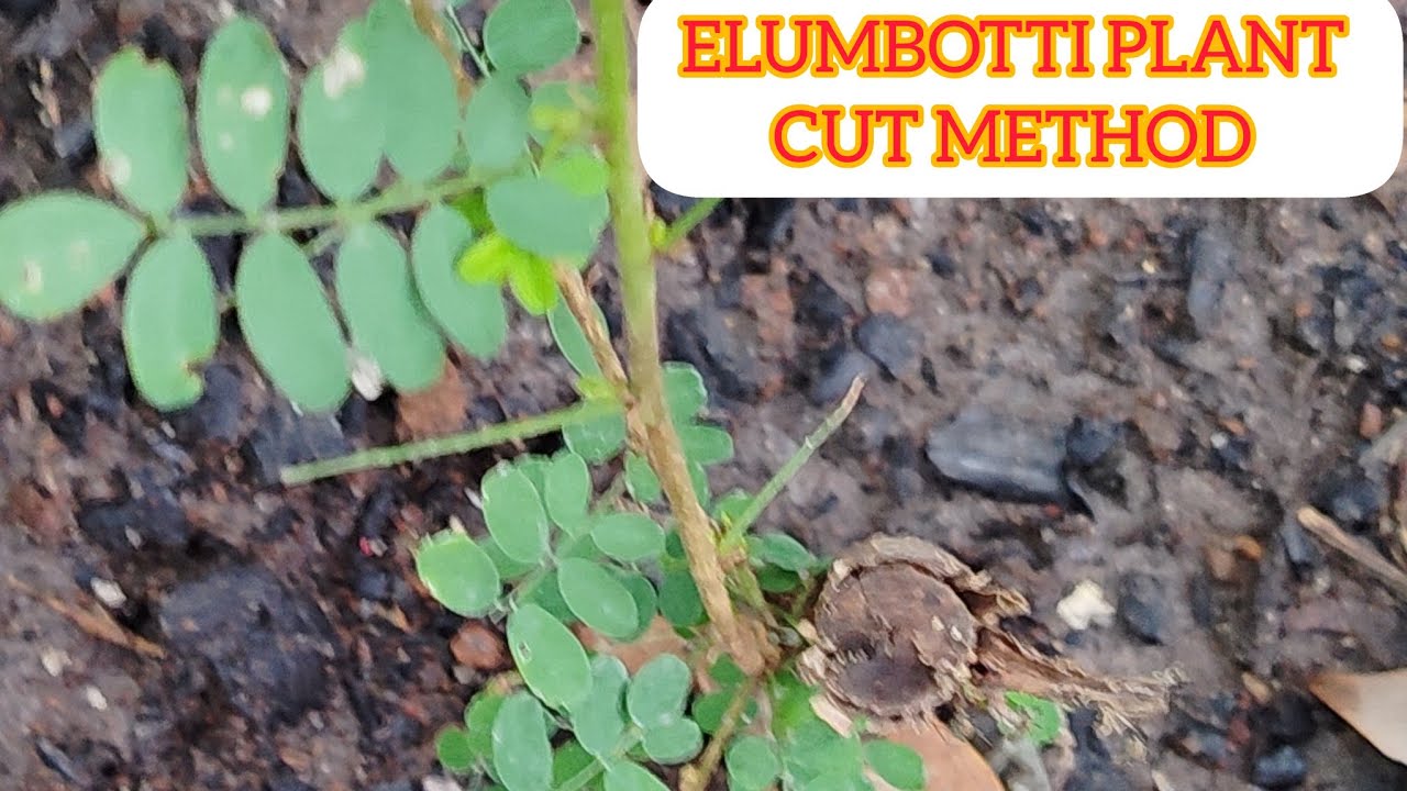Elumbotti illai plant cutting method 