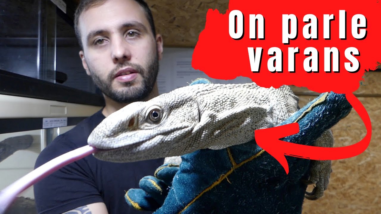 TOUS MES VARANS, plus petit au plus grand. - REPTI'STORE