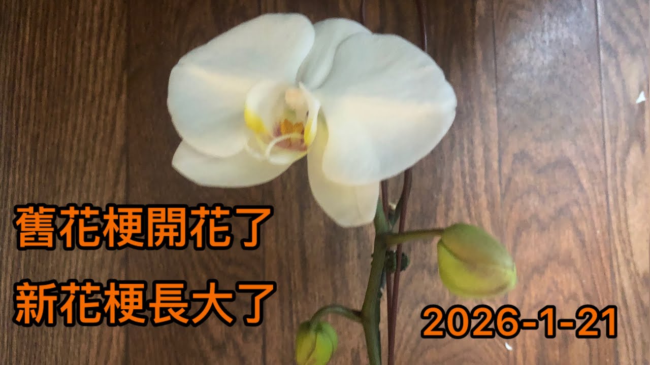 八：蝴蝶蘭，舊花梗不剪開花了，新花梗長大了。2026-1-21