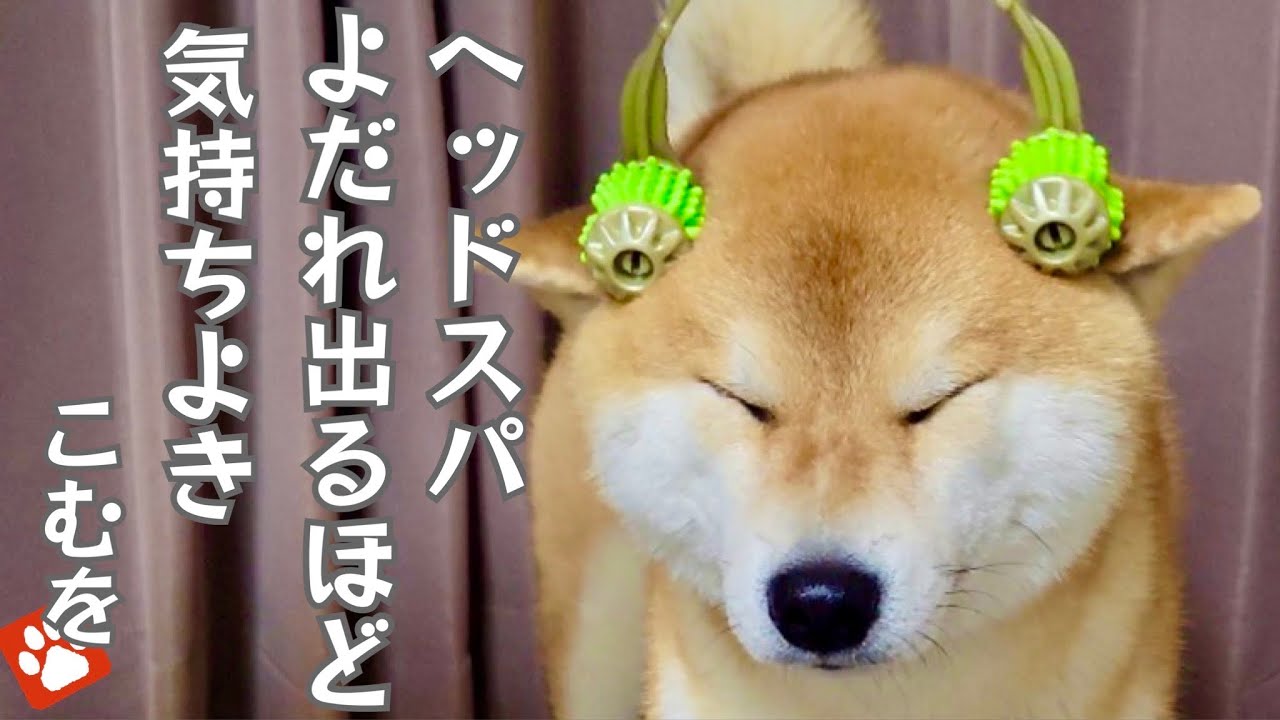 肩もみ・ヘッドスパマッサージをされ顔がとろける柴犬が可愛い！