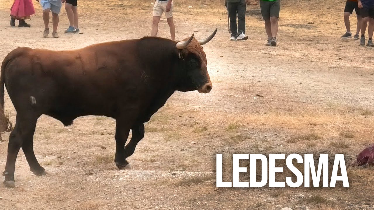 Ledesma 2025 Encierro a Caballo