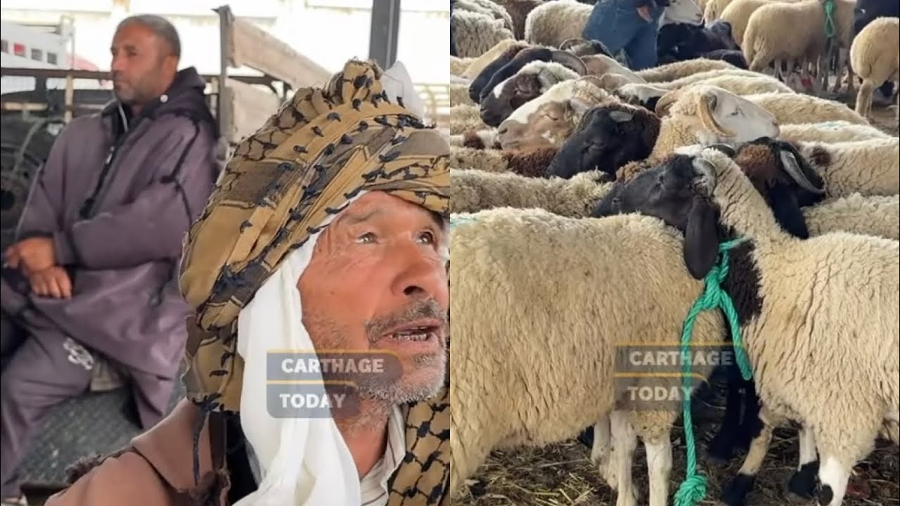 🐑كنت نبيع ب 930 العلوش طيحت السوم ل 850دينار ما فماش إقبال 🐑