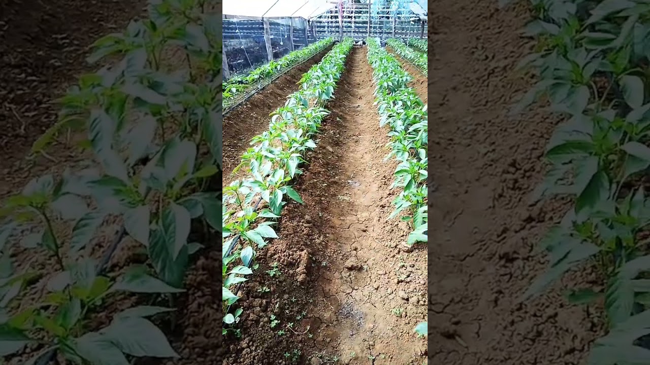 green house farming bell pepper