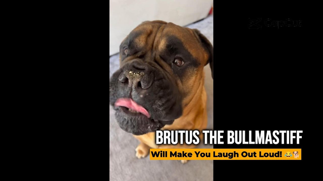 STOP What You're Doing And Watch These FUNNY Bullmastiff Clips | Brutus