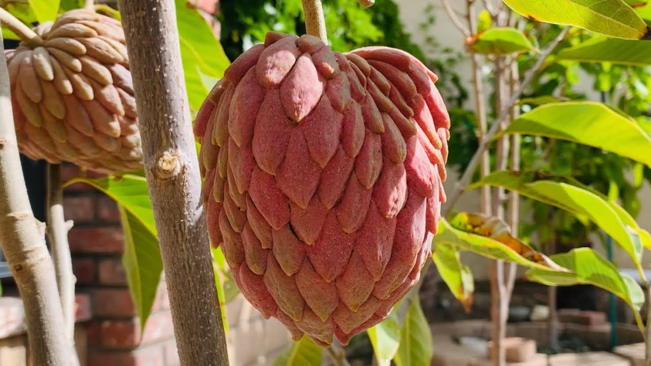 Red Atemoya Update | Di Chuyển Cây Mãng Cầu Vào Cuối Đông