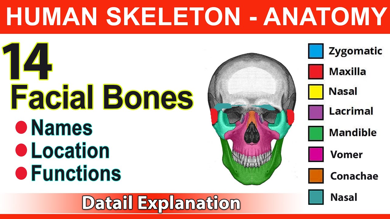 Mastering Facial Anatomy: A Quick Guide to Mandible, Maxilla, and More!