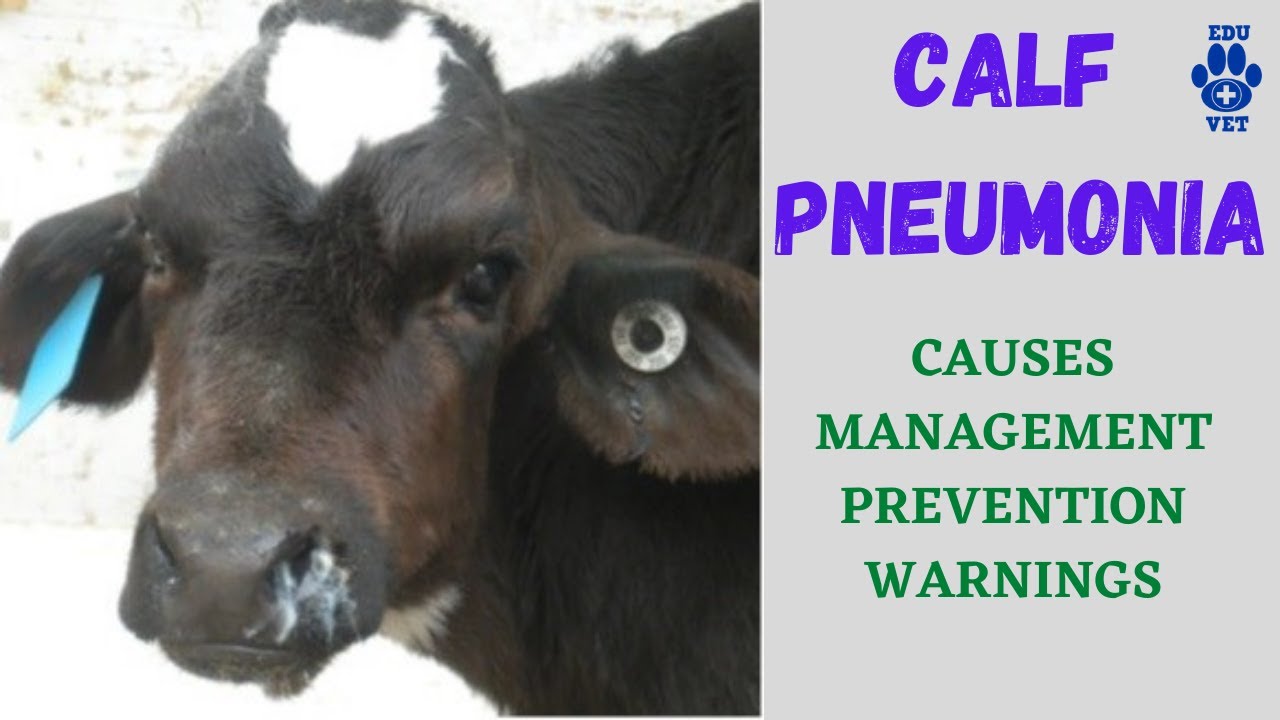 Calf Pneumonia Control, Prevention & Warnings