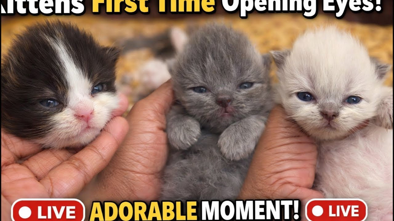 Cute kitten live ❤️🧿[160]#foryou #ytshorts #trending #viralvideo #shortsfeed #shorts #cute #kittens
