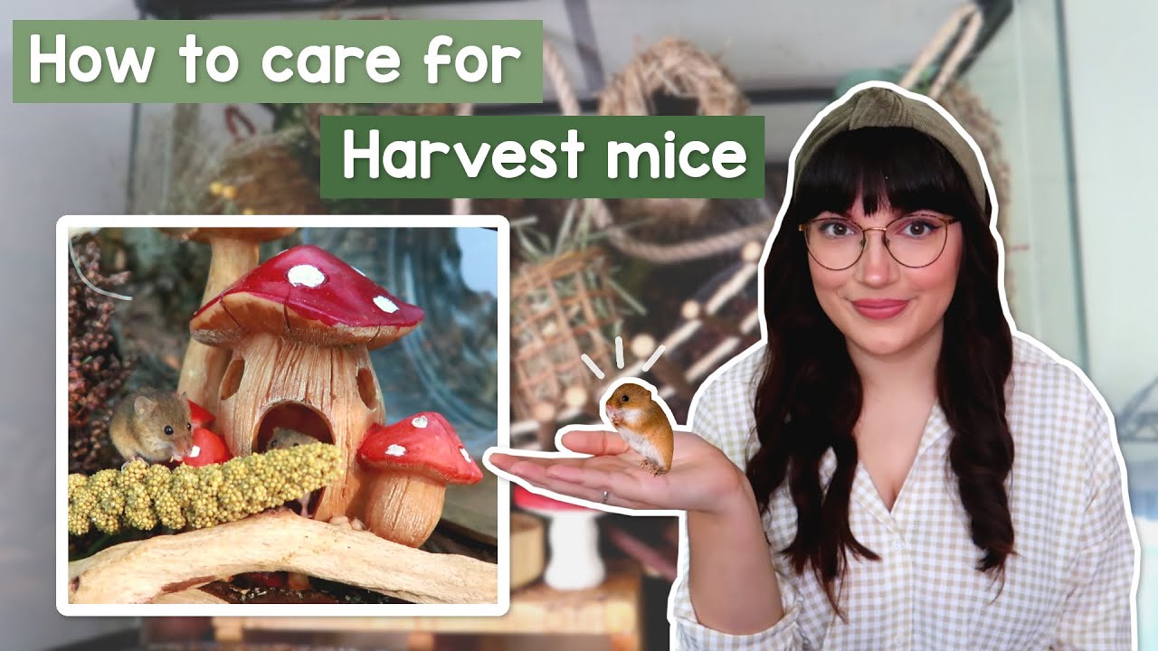 How to care for Harvest mice as pets