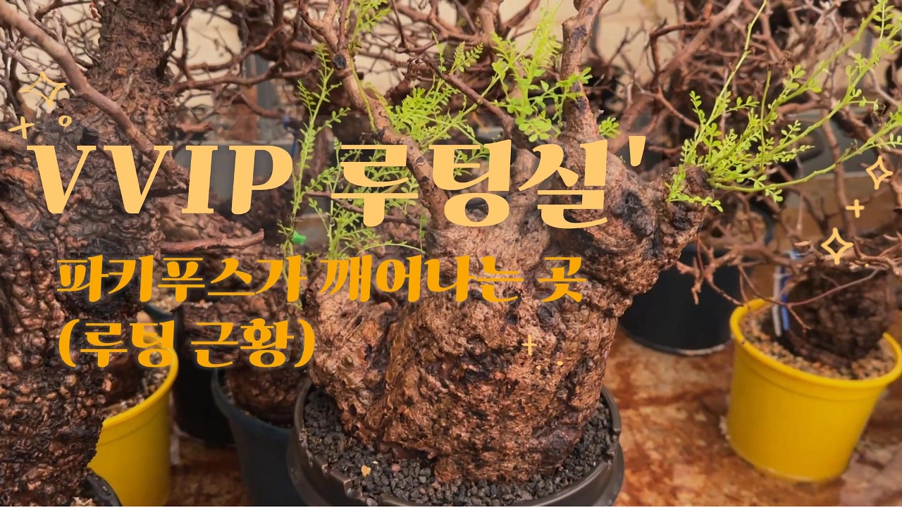 [루팅실] 
