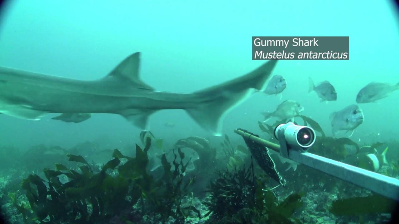 Underwater video of fish assemblages using baited cameras,  Great Ocean Road, Victoria, Australia