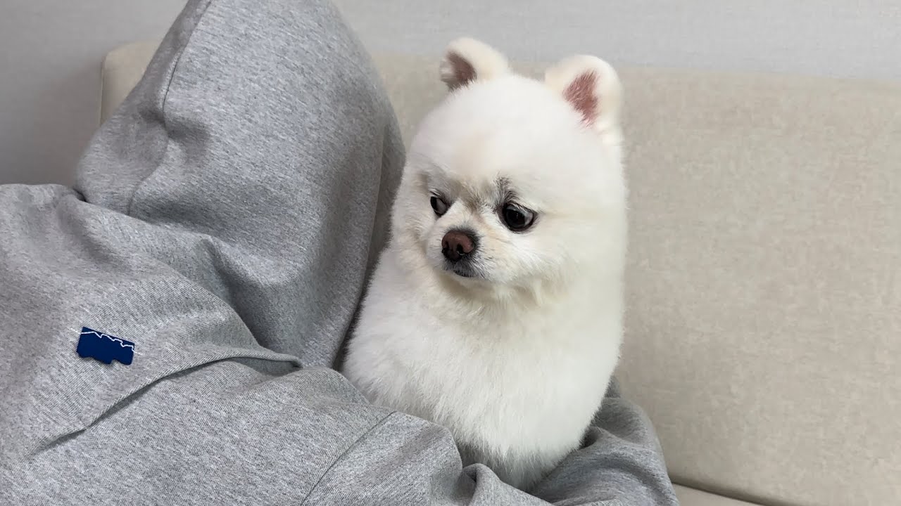 아무 말 없이 강아지에게 안겨봤더니..