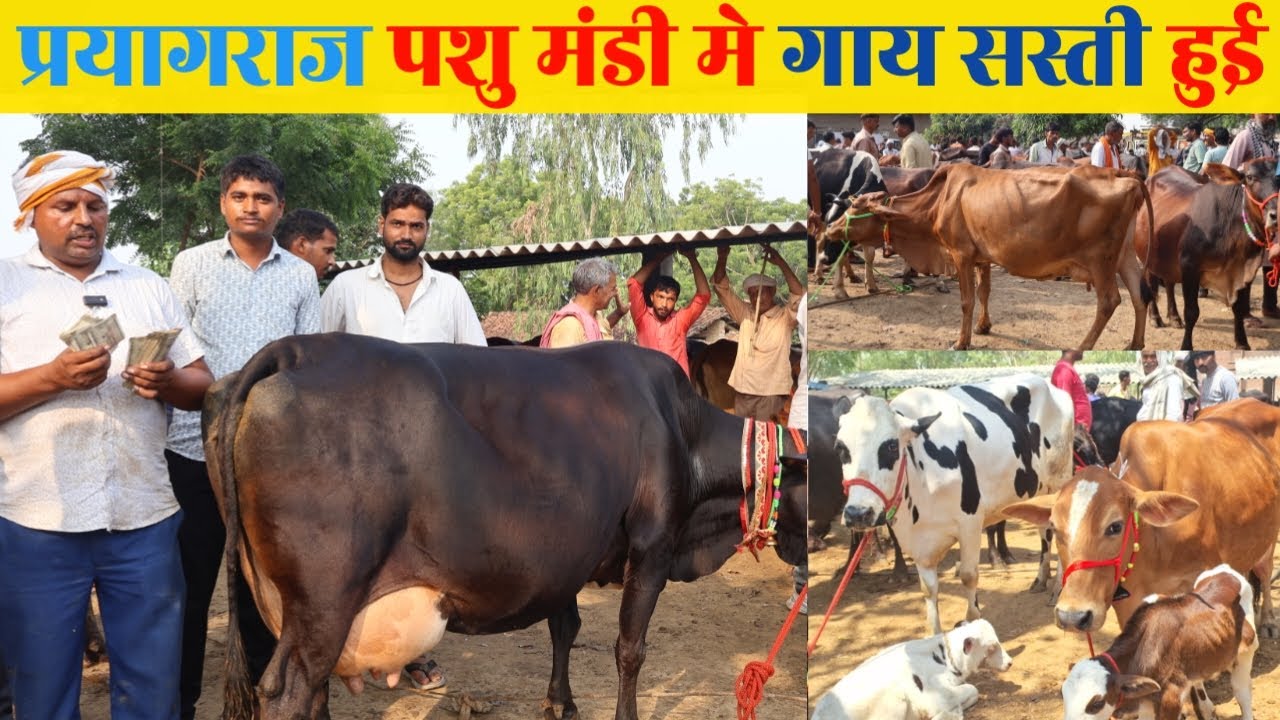 प्रयागराज पशु बाजार 2025  || Top 10 गाय की कीमत और खासियत || #pashumandi #dairyfarm  #cow