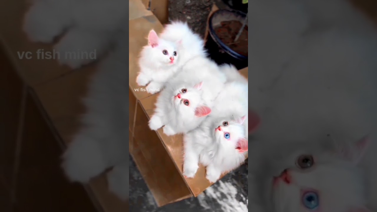 Cute My White Cat...❤️😘 