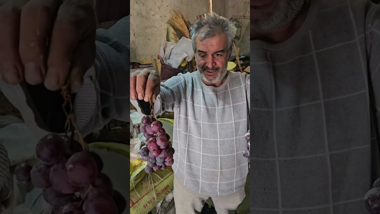 Kireçle taze üzümün 5 ay süre ile tazeliğinin korunarak saklanması 