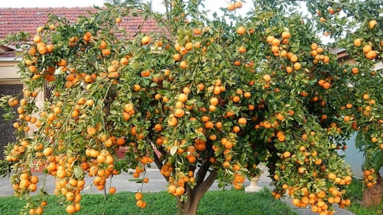 كيف تجعل الحمضيات تزيد الثمار إلى عشر اضعاف (شجرة الليمون وشجرة البرتقال وشجرة اليوسفي )