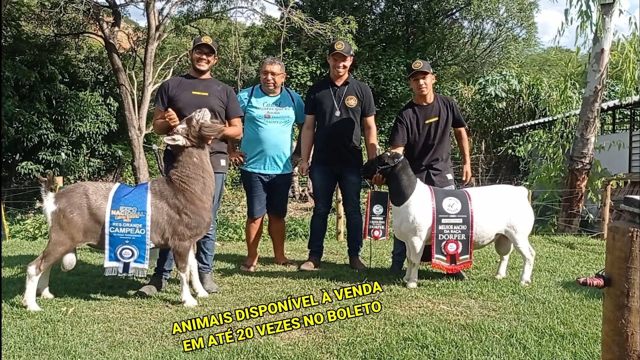 VISITA A CABANHA KAIRÓS EM T.N-PE CRIADORES DE TOGGENBURG E DORPER