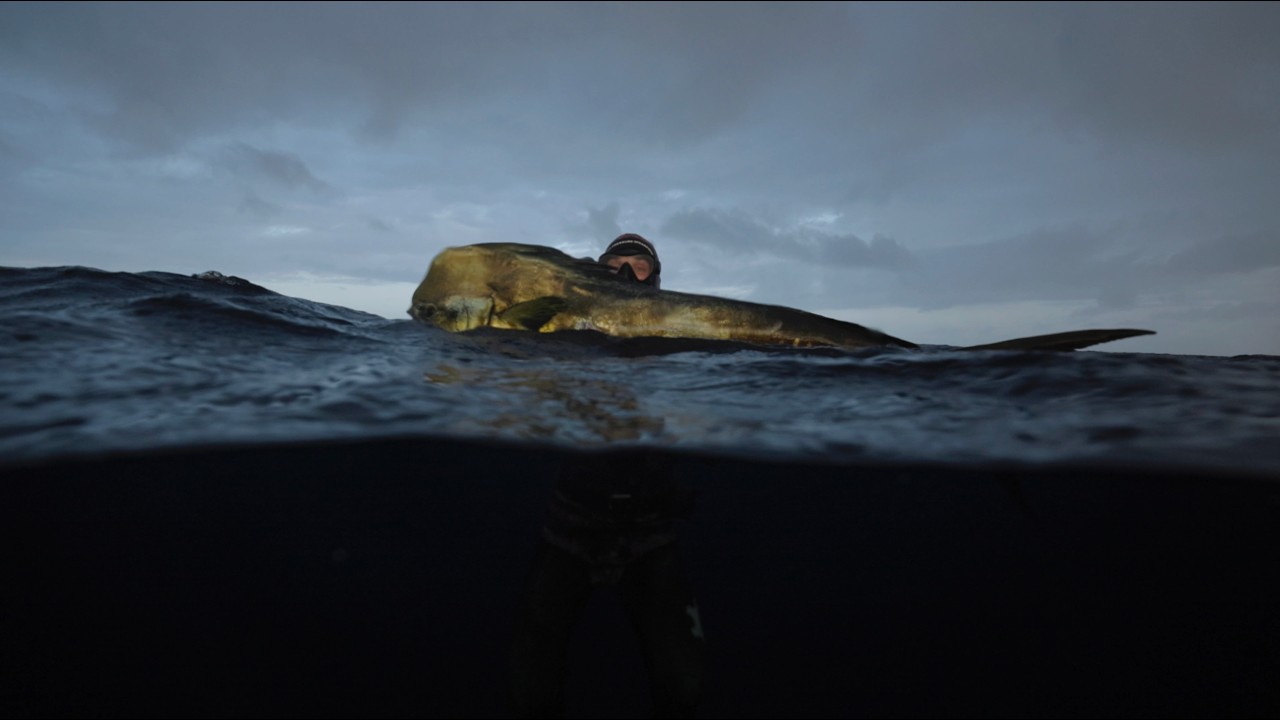 Spearfishing Sydney alone at 5:00am - 4K Canon EOS C80