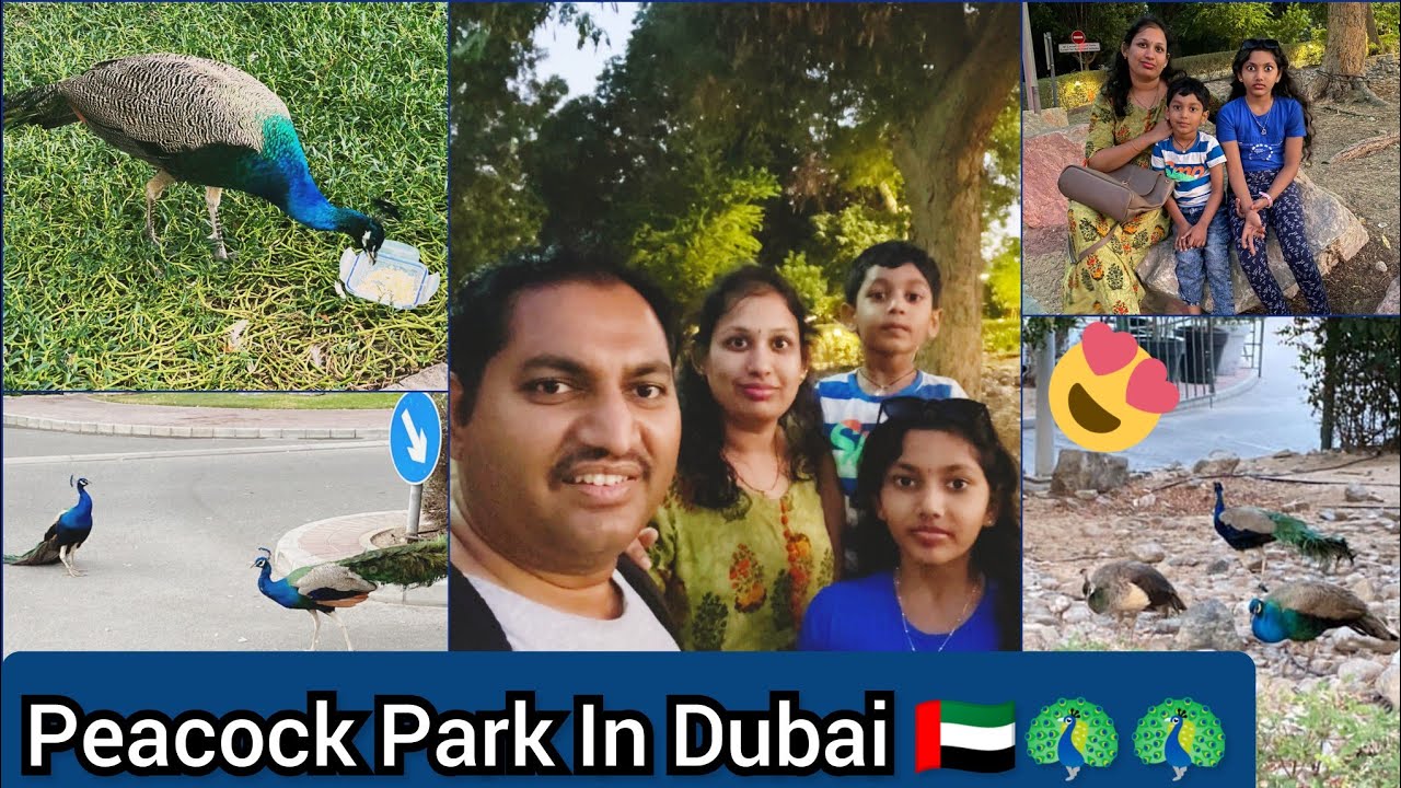 Peacock Park In DUBAI Jumeirah Emirates towers Future Of The Museum