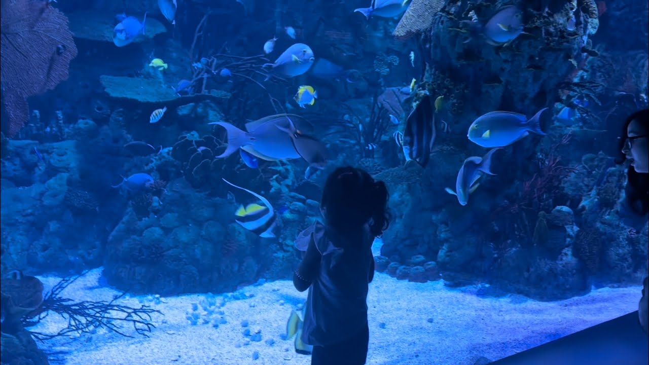 اروع تجربة،رحلة داخل أعماق البحار ،اطلانتيسAtlantis