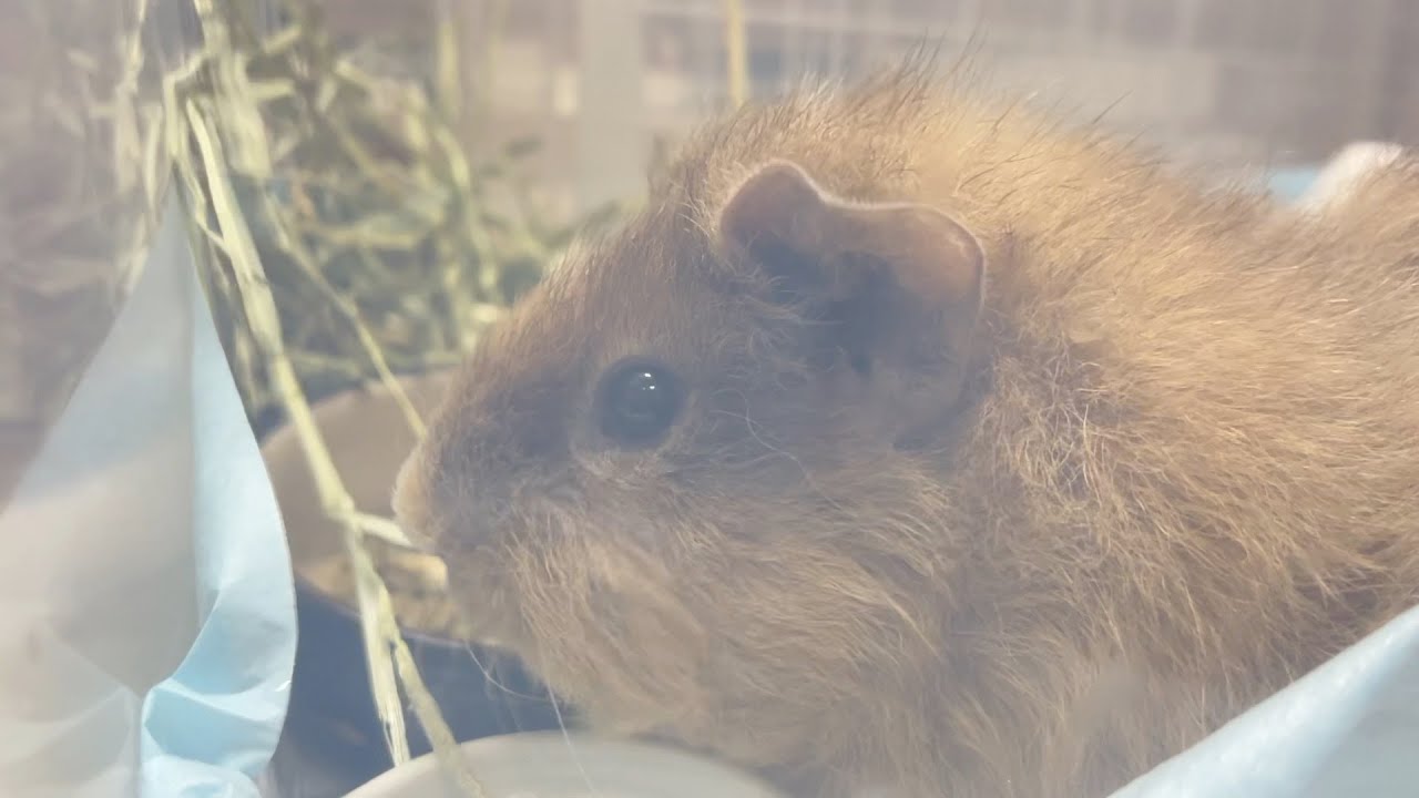 ナッツが亡くなった経緯について