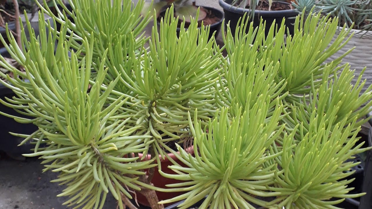 Replante do Senecio Barbertonicus ou 