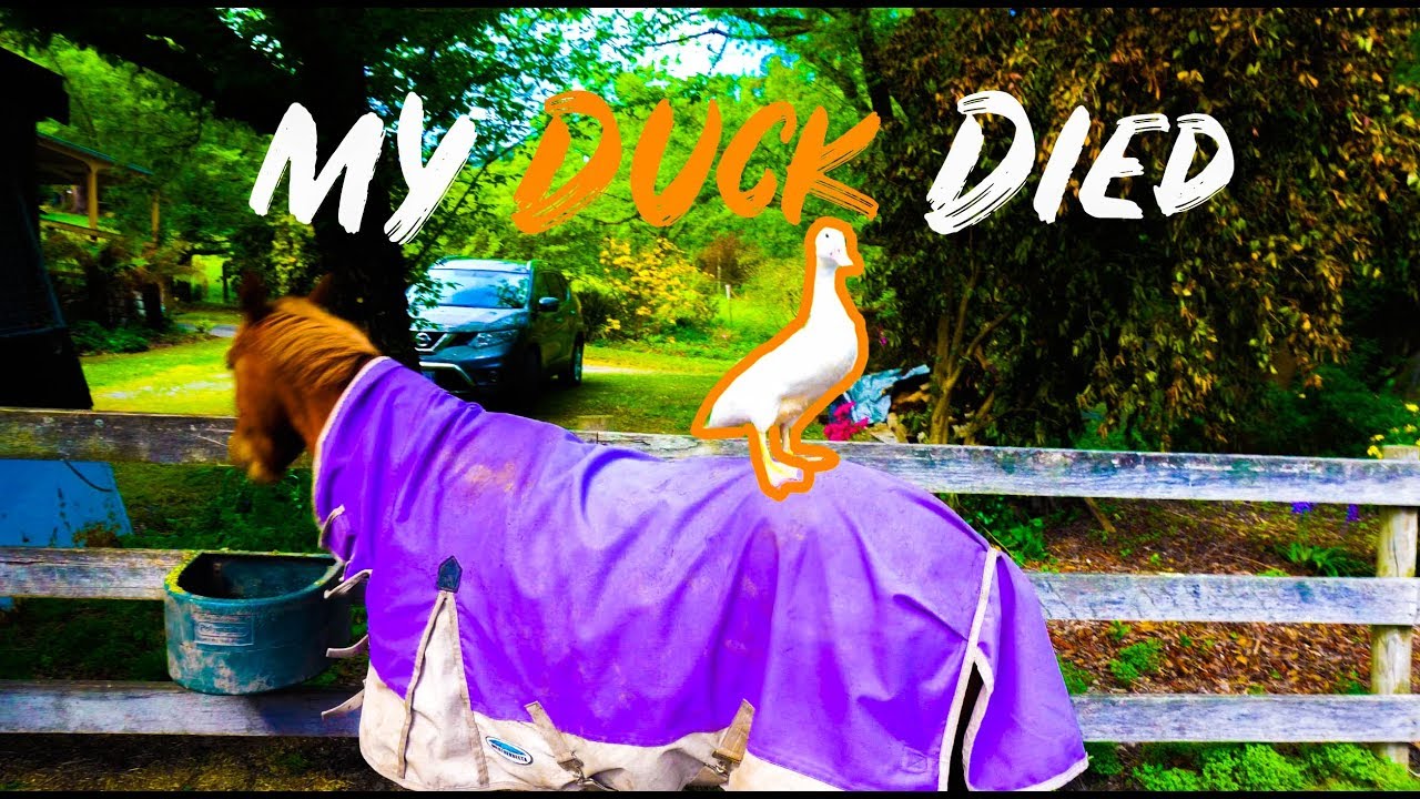 My Duck Died