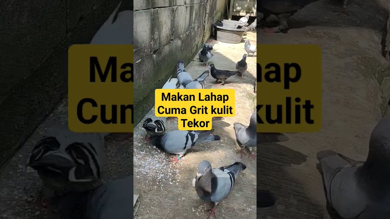 #breedingpigeons #langlangbuana #llb #merpatipos #mpos #pigeon #pigeonloft #pigeonrace #racingpigeon