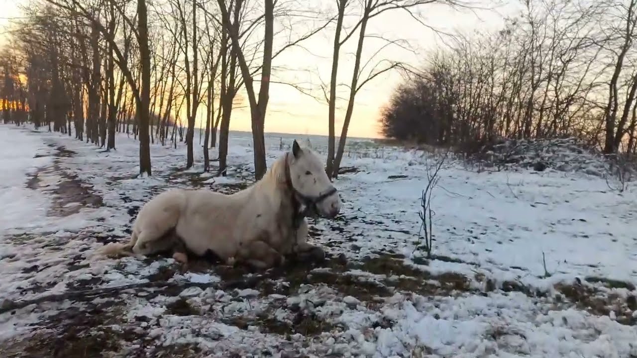To white horse 🐎, which lay down on the snow / К белой лошадке 🐴, которая прилегла на снег + 