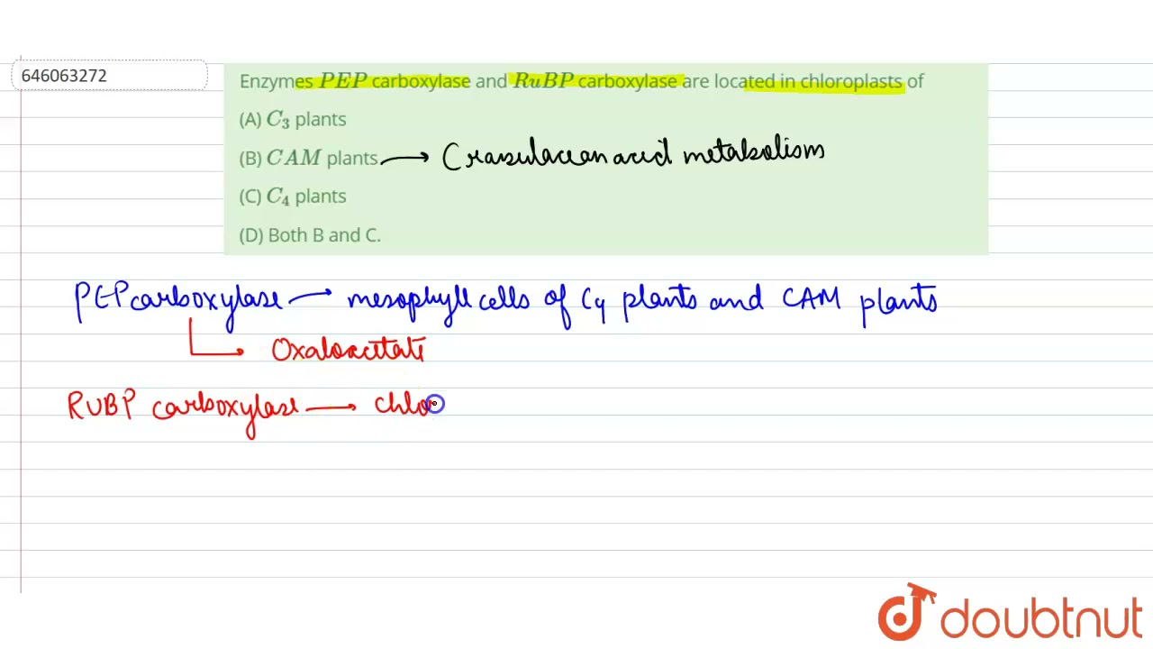 Enzymes PEP carboxylase and RuBP carboxylase are located in chloroplasts of  | 12 | PHOTOSYNTHES...