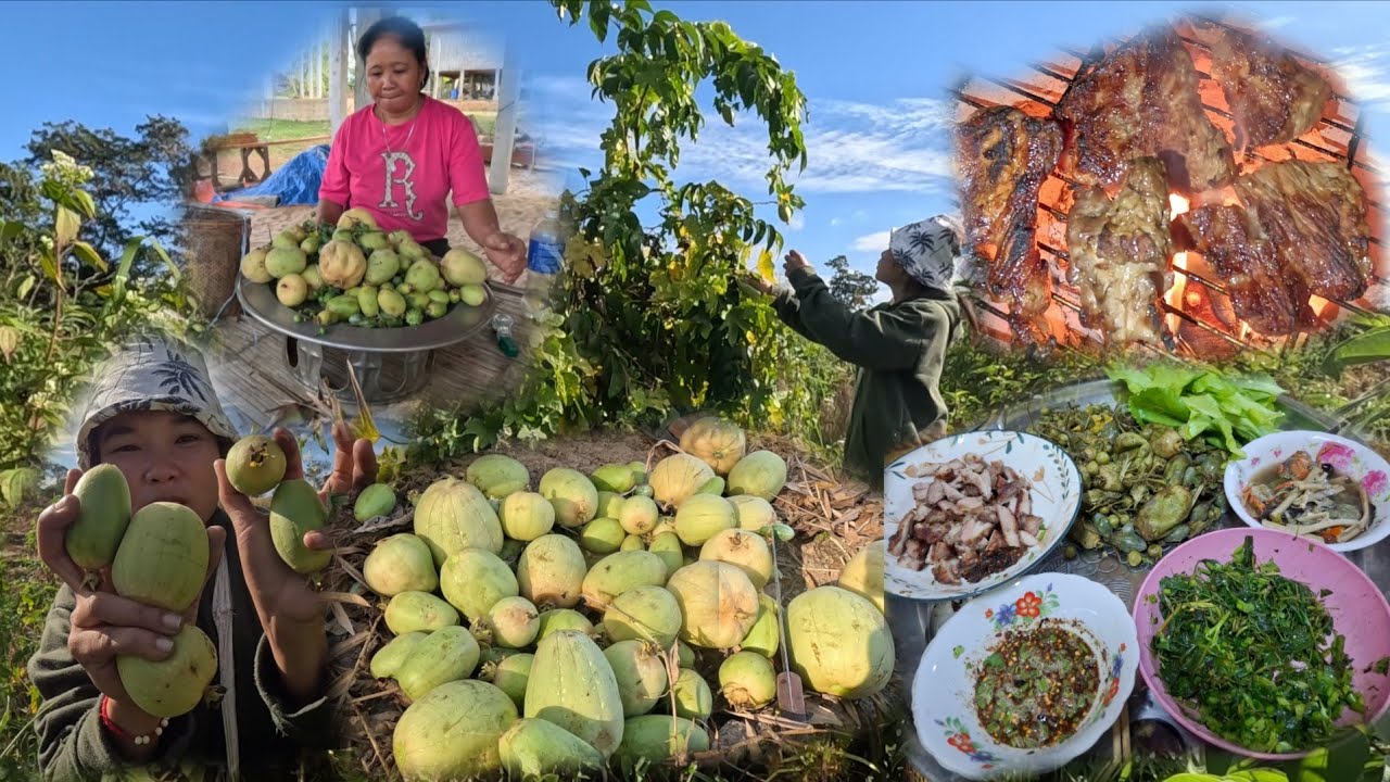 ຫາຫມາກບວບໄຮ່ແມ່ນ້ອງກິບ//หาหมากบวบไร่แม่น้องกิบ