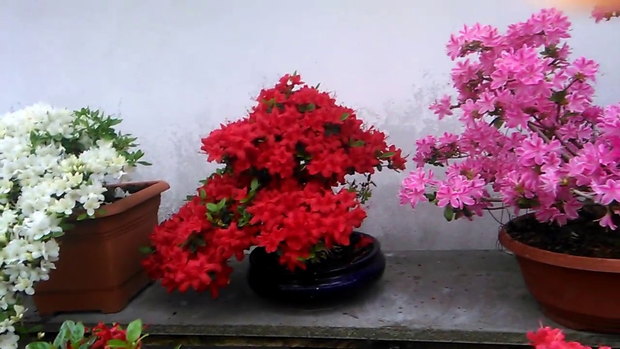 bonsai z azalky 2019   VID 20190514 174433