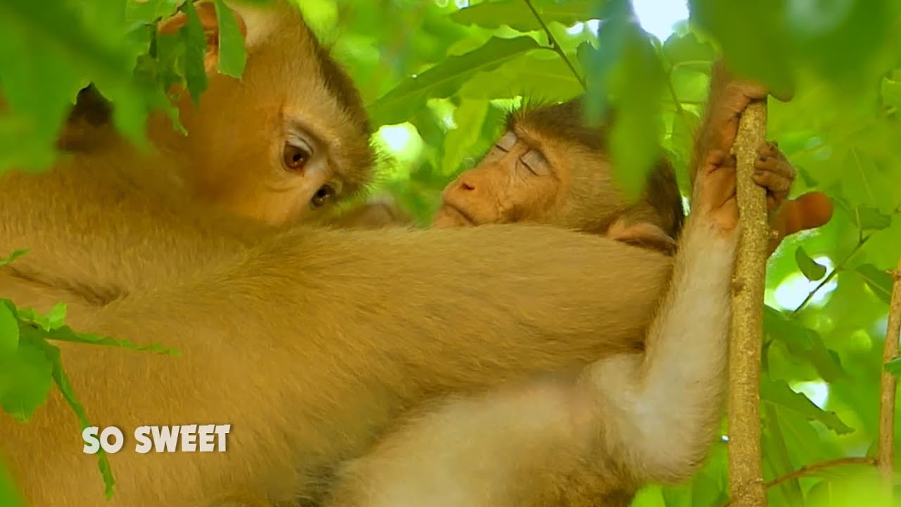 How sweet... Lovely monkey Rose sweet grooming lovely monkey Rex