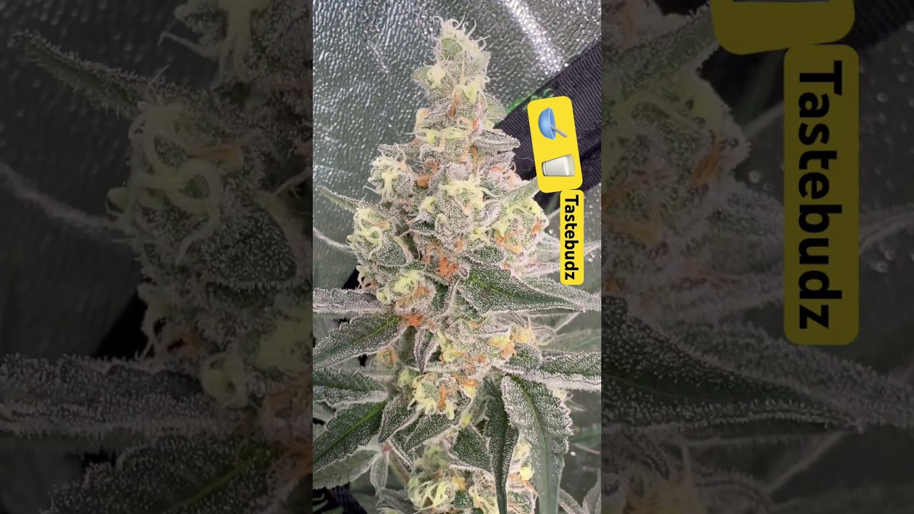 Cereal Milk - Tastebudz - Strong LED Light Test