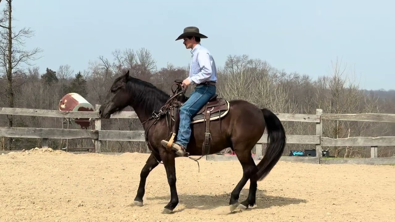 2019 Grand Central Gelding