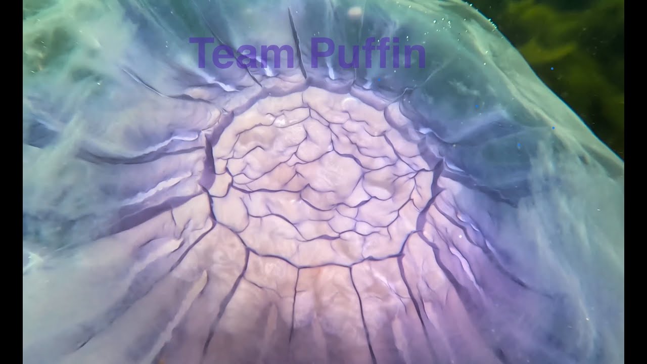 Team Puffin