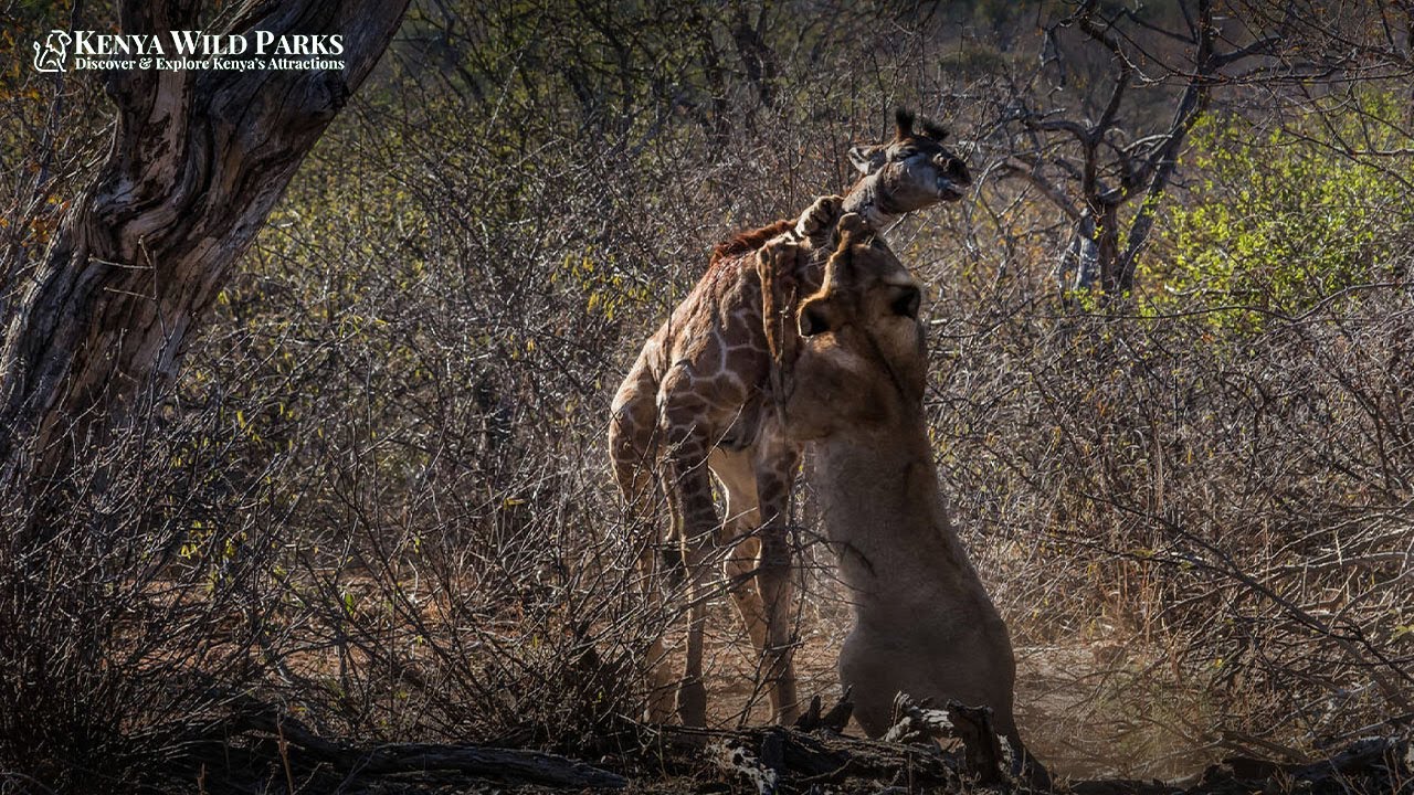 How Do Giraffes Fight off Predators?