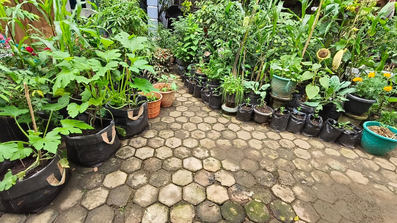 Senangnya Liat Pertumbuhan Tanaman Di Kebun Halaman Rumah #Happy Gardening 