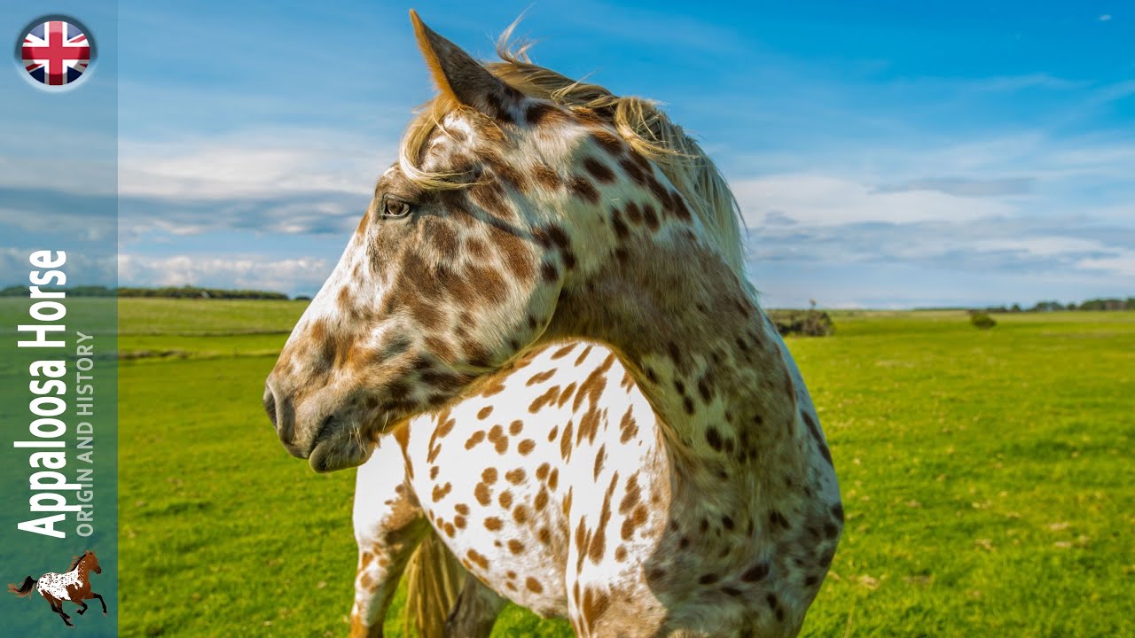 Appaloosa Horse, one of the greatest victims of the men's war, Origin of the breeds
