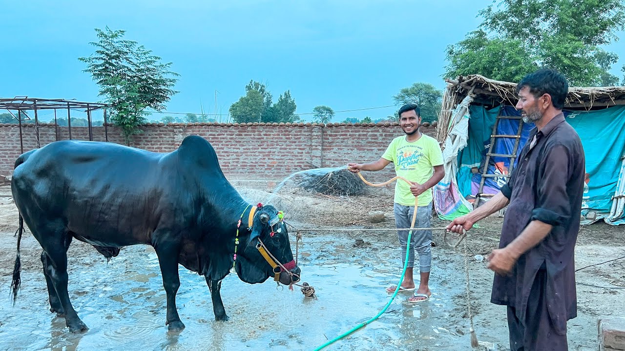 Bail Ki Price ? Garmi Mein Nahlaya Bail Ko